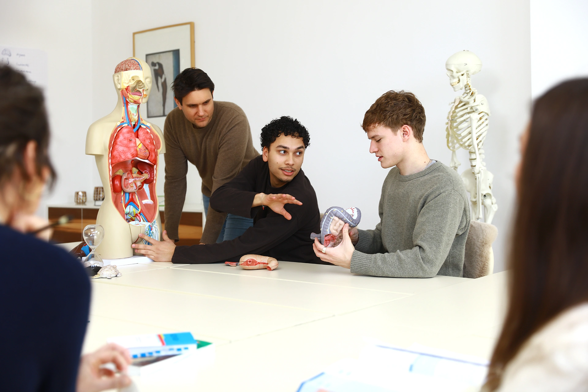 Teilnehmer lernen Anatomie und Organsysteme anhand eines Modells während der Heilpraktiker Ausbildung im Heilpraktiker Quartier.